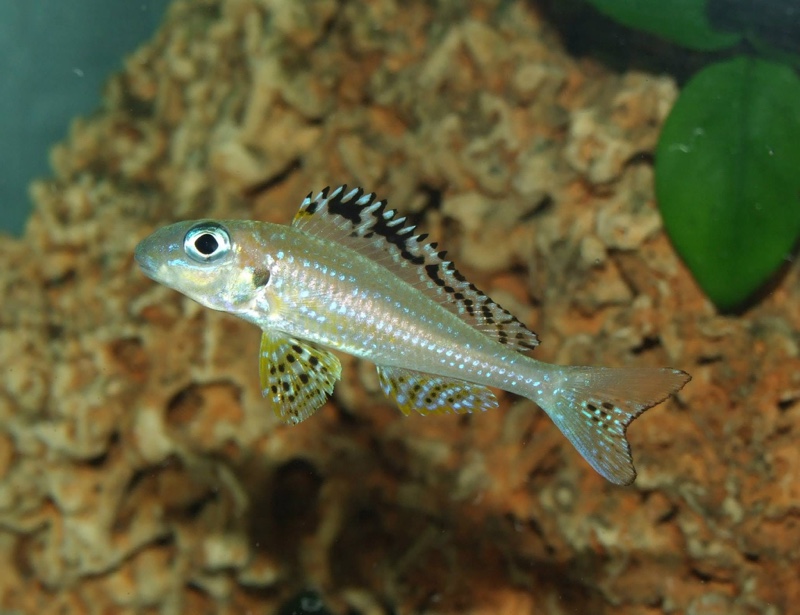 Xenotilapia papilio 'Tembwe (Deux)'